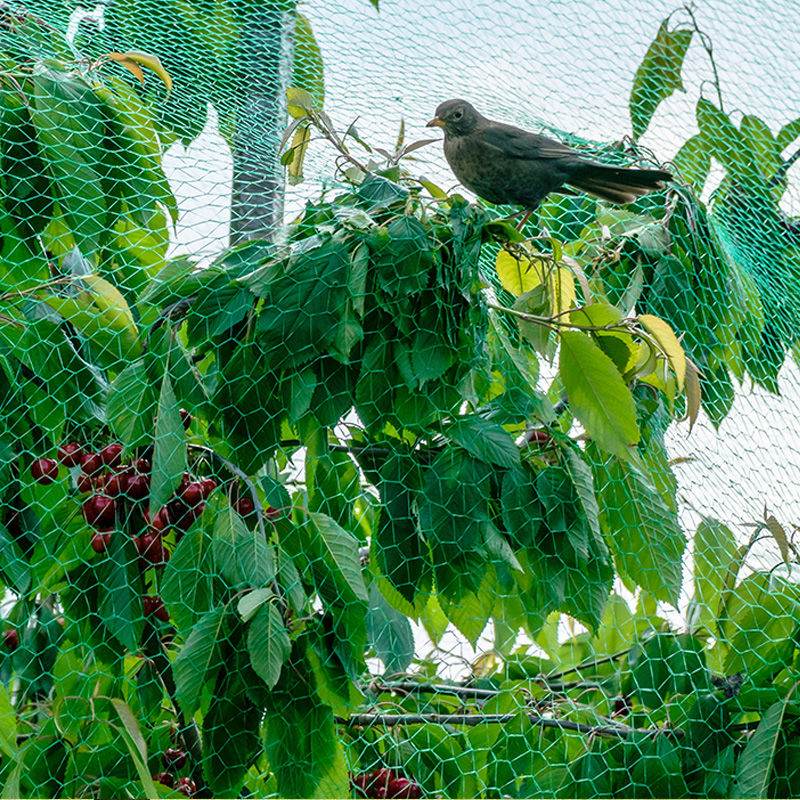 Peranan jaring anti burung kebun dan cara memilih jaring anti burung