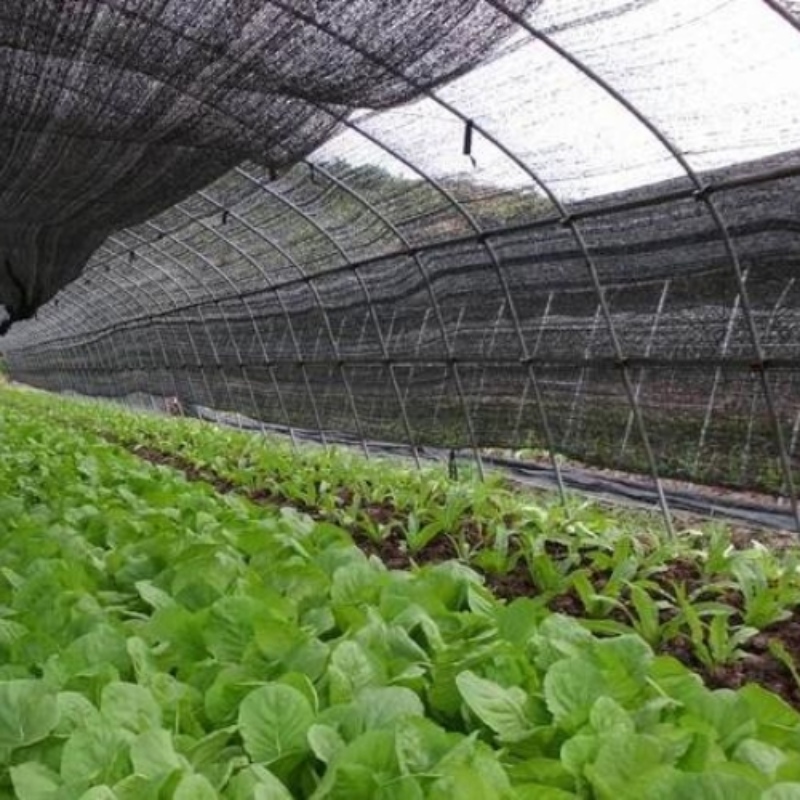 Penggunaan Jaring Teduh pada Musim Gugur dan Musim Sejuk