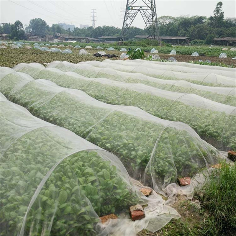 Mengapakah jaring anti serangga perlu dipasang?