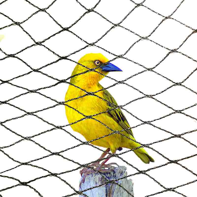 Apakah warna yang sesuai untuk jaring anti burung?