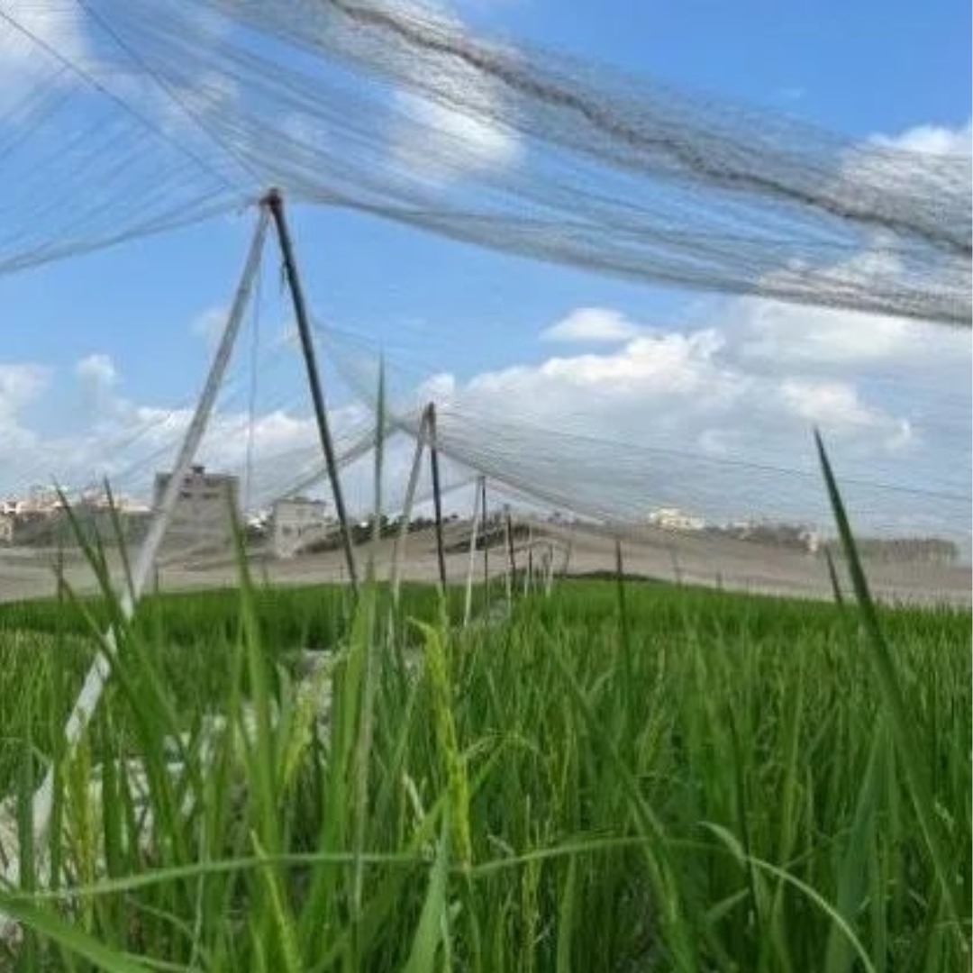 Jaring Anti Burung untuk Sawah