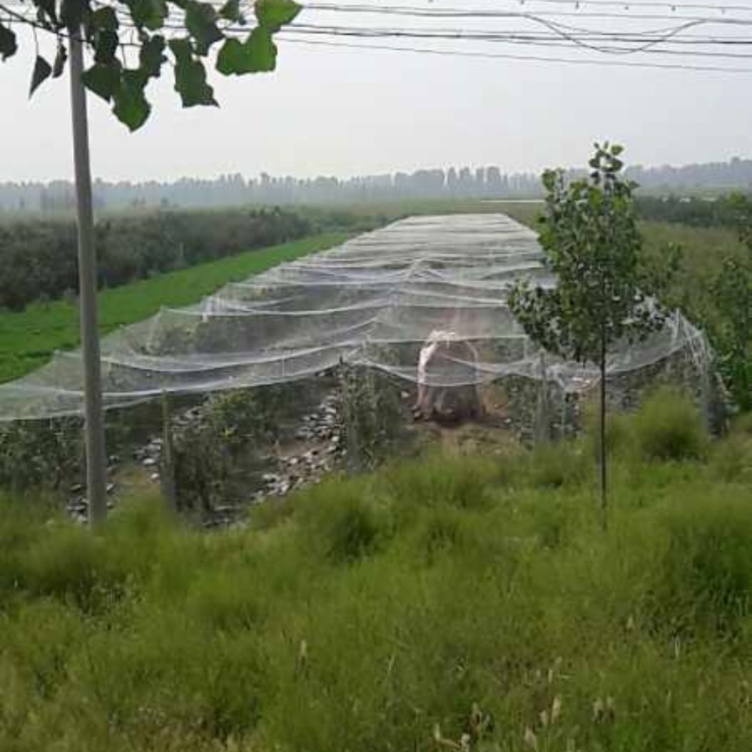 Jaring Burung Tanpa Simpul